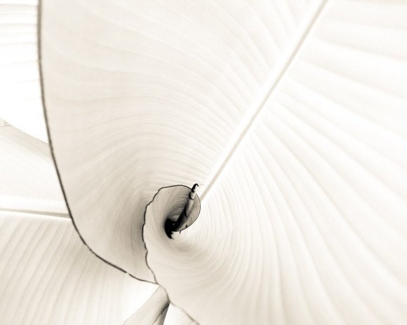 Photography print - Banana Leaves - Black and white photography spiral minimalist 8x10