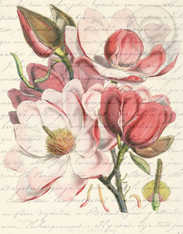 Antiqued Pink Magnolia Flower Digital Download Art Botanical Vintage Print French Script