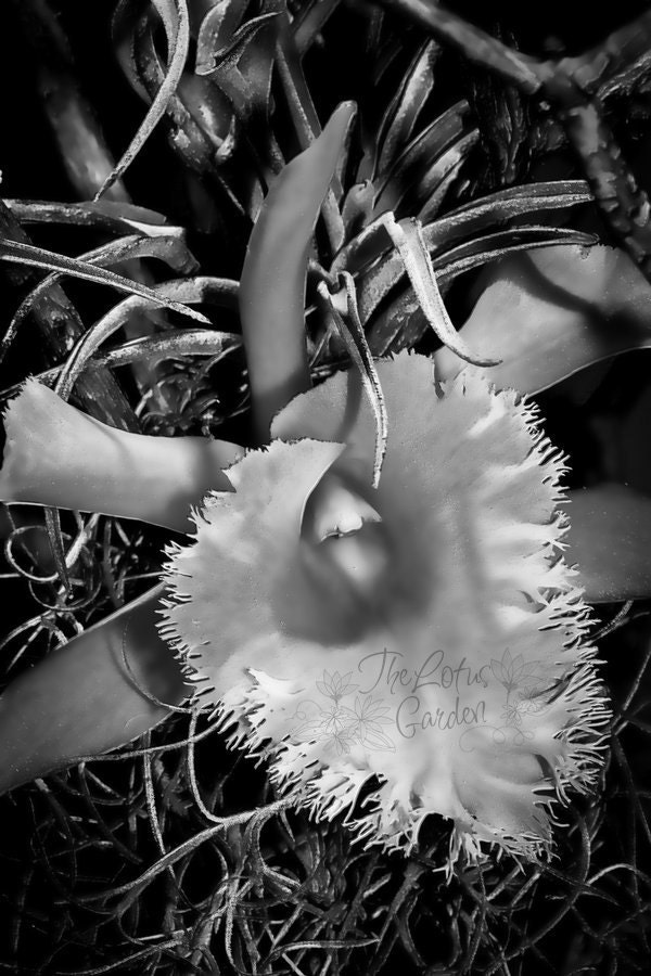 Orchid No. 513 - Paper Art Print - Nature photography flower floral print photo B/W black and white